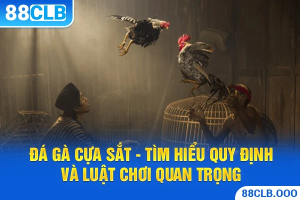 Đá gà cựa sắt