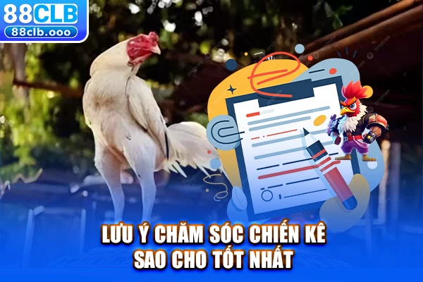 Lưu ý chăm sóc chiến kê sao cho tốt nhất