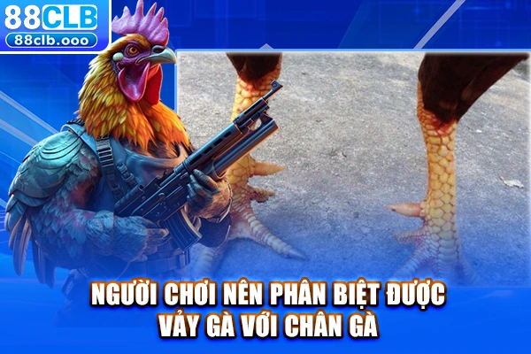 Người chơi nên phân biệt được vảy gà với chân gà