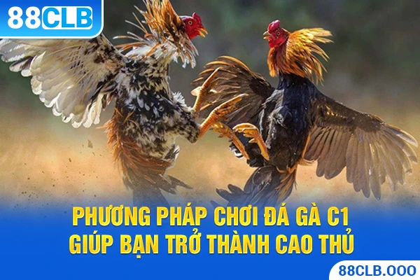 Phương pháp chơi đá gà c1 giúp bạn trở thành cao thủ