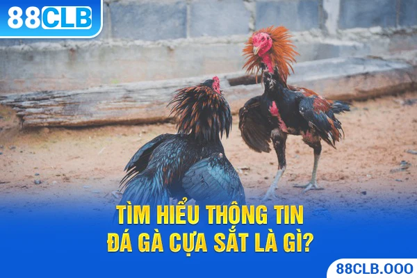 Tìm hiểu thông tin đá gà cựa sắt là gì