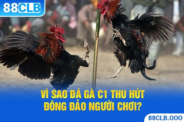 Vì sao đá gà c1 thu hút đông đảo người chơi?